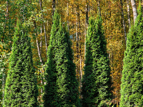 Multiple decorative thuja trees in a row landscape
