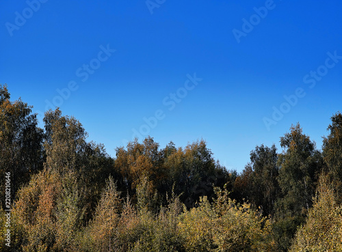 Autumn forest during the daylight background