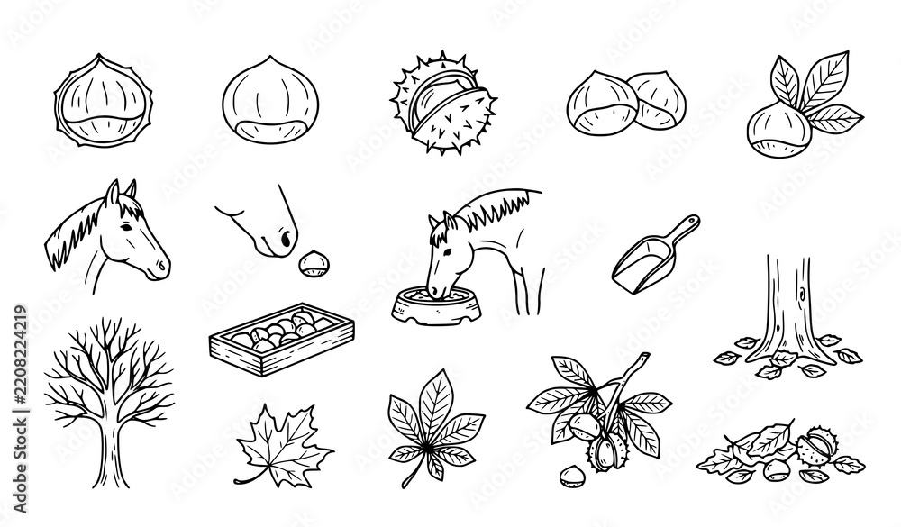 Obraz premium Chestnut Hand Drawn Icon Set, Black and White Line Art Symbols of Chestnuts Horse Tree Basket and Autumn Leaves for Harvest