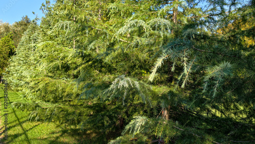 Obraz premium Lush green evergreen trees forming a natural barrier along a vibrant grassy lawn, representing growth, vitality, and a serene outdoor backdrop for commercial use