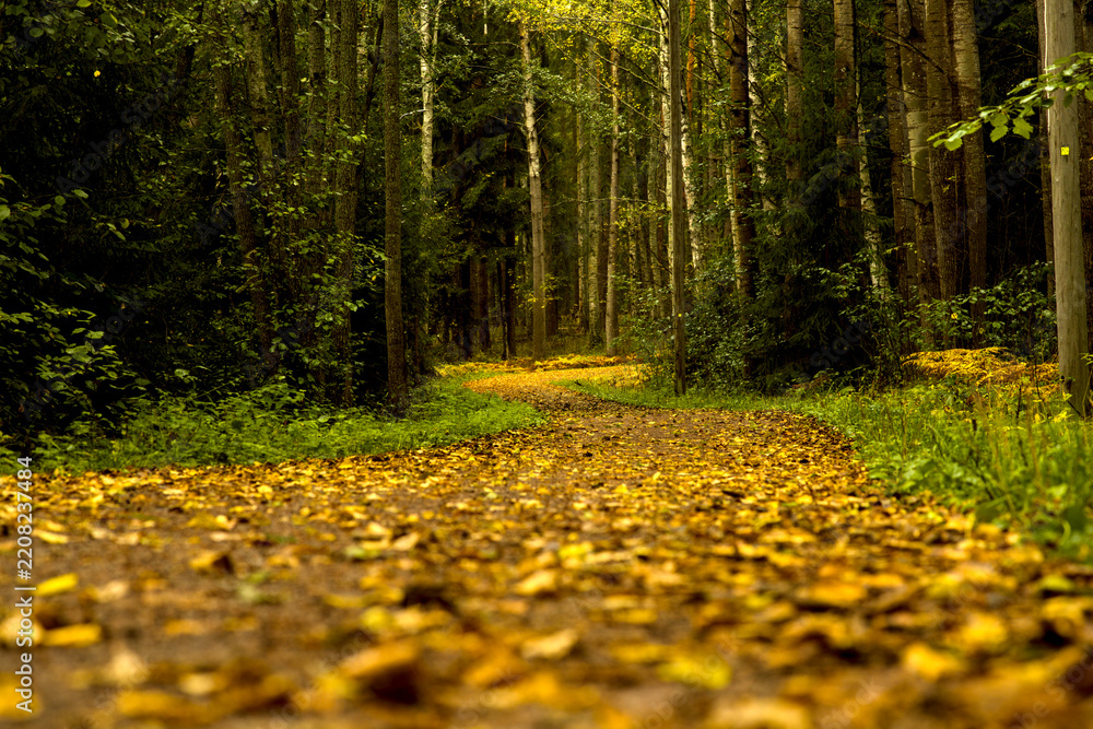 Fototapeta premium Colorful autumn forest footpath in Helsinki