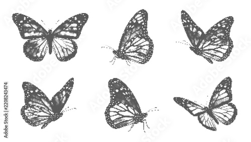 Butterflies set various flying poses collection wing anatomy and texture hand drawn sketch illustration retro halftone dot texture