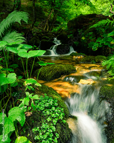 Fotografie arroyo o riachuelo fluyendo por un bosque bonito y verdoso