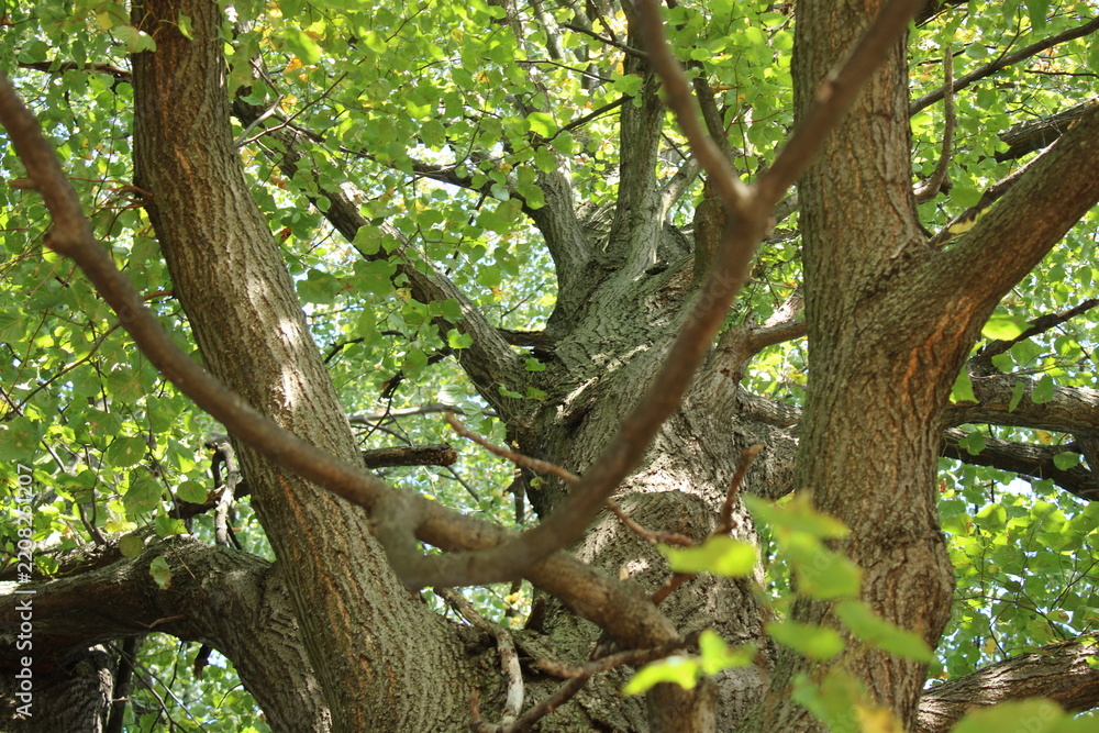 Obraz premium Tree branches surrounded by green leaves in a park on a sunny day