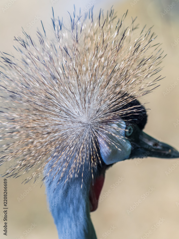 Obraz premium Beautiful Grey Crowned Crane, lat. Balearica regulorum, bird with blue eye and red wattle