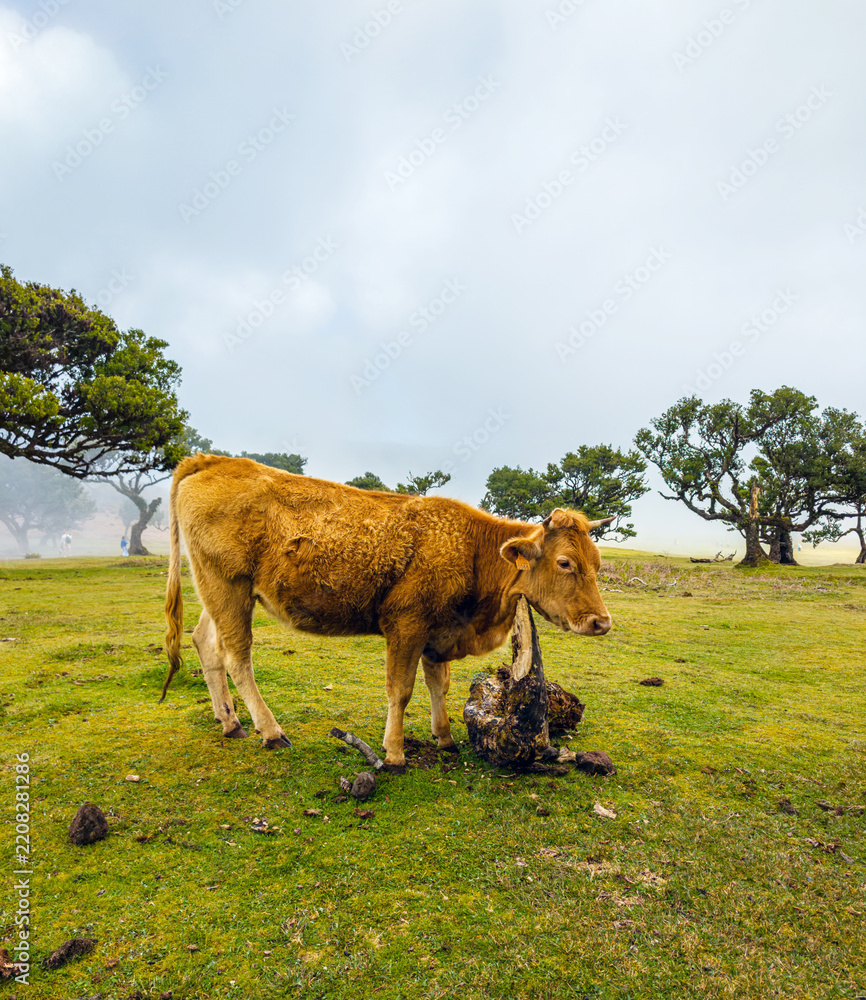Obraz premium A brown cow standing on a green pasture next to ancient trees in the mysterious morning fog of Fanal Forest, Madeira.