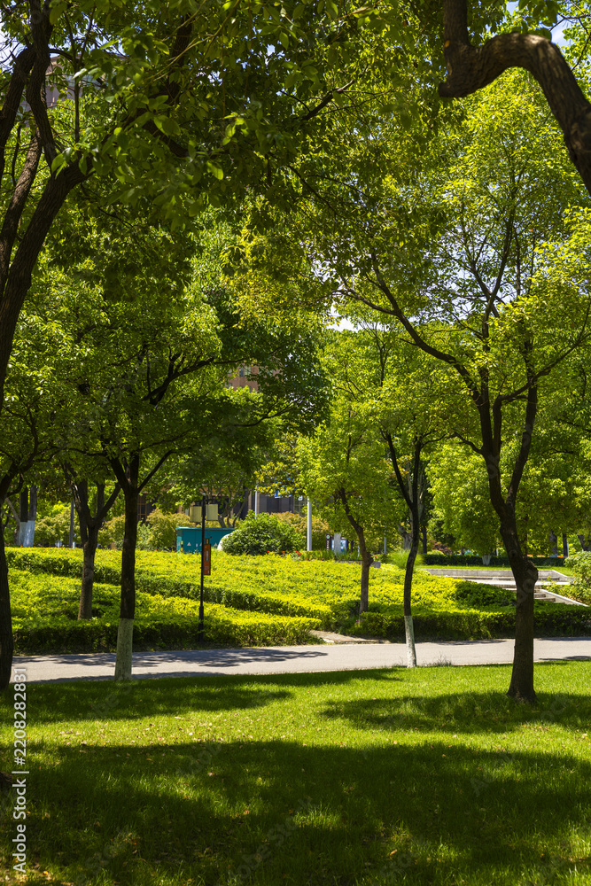 Obraz premium Sunny Green City Park with Trees and Walkway