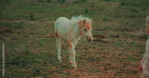 Two-year-old girl walks across an open farm pasture while a beautiful small pony follows closely behind her. Cute childhood scene showing a young child exploring a horse farm. High quality 4k footage