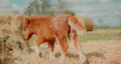 Adorable newborn pony foal makes its first attempts to stand on its legs beside its mother on a farm. Young miniature horse struggles to rise from the straw shortly after birth. High quality 4k