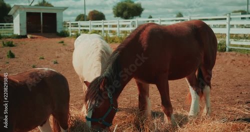 Horse and two ponies graze in a fenced paddock. The horse raises its head to look around before lowering it and continuing to eat grass. High quality 4k footage
