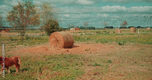Wide static shot of a small pony walking across an open farm pasture near a large hay bale. A flock of birds flies across the distant sky, creating a peaceful rural scene. High quality 4k footage