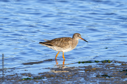 Common redshank (Tringa totanus) adult in non-breeding plumage foraging in shallow water of saltmarsh in autumn / fall