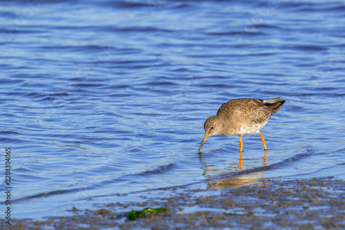 Common redshank (Tringa totanus) adult in non-breeding plumage foraging in shallow water of saltmarsh in autumn / fall