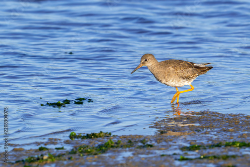 Common redshank (Tringa totanus) adult in non-breeding plumage foraging in shallow water of saltmarsh in autumn / fall