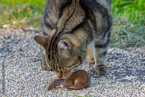 Domestic cat / house cat playing with killed least weasel prey / little weasel / common weasel (Mustela nivalis) caught in field