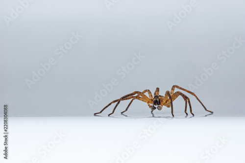Giant house spider (Eratigena atrica / Tegenaria atrica / Tegenaria duellica / Tegenaria gigantea) crawling up the edge of bathtub in autumn / fall