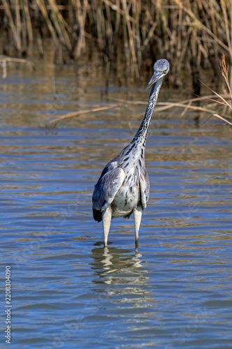 Grey heron (Ardea cinerea) young in first winter plumage foraging in shallow water of lake in autumn / fall
