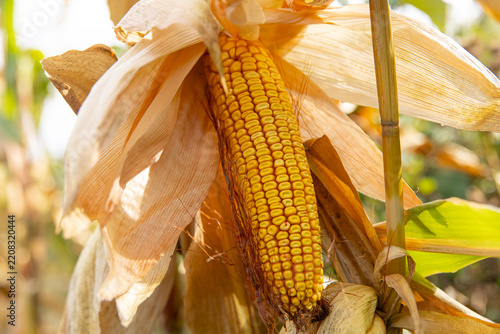Ripe dry corn cob hanging on golden stalk, autumn maize harvest and agricultural crop concept