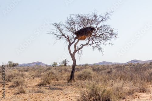 Nid de républicains sociaux ou tisserands sociables (Philetairus socius), sur la route de Windhoek à Sesriem, Namibie, Afrique
