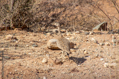 Outarde houppette, Red-crested Korhaan (Lophotis ruficrista), sur la route de Windhoek à Sesriem, Namibie, Afrique