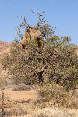 Nid de républicains sociaux ou tisserands sociables (Philetairus socius), sur la route de Windhoek à Sesriem, Namibie, Afrique