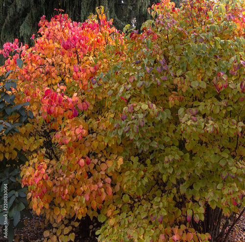 Blackhawk viburnum glows with layered shades of scarlet, orange, gold, and burgundy, creating a richly textured tapestry of autumn color in the garden.