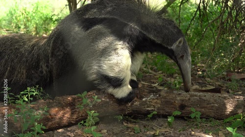 Giant anteater feeding on a log with its long tongue