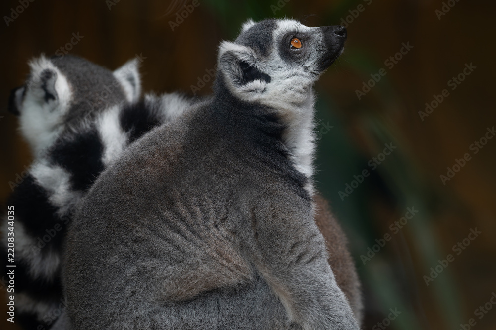 Obraz premium Side profile of a Ring-tailed Lemur (Lemur catta) looking upward with curiosity, with another lemur blurred in the background.
