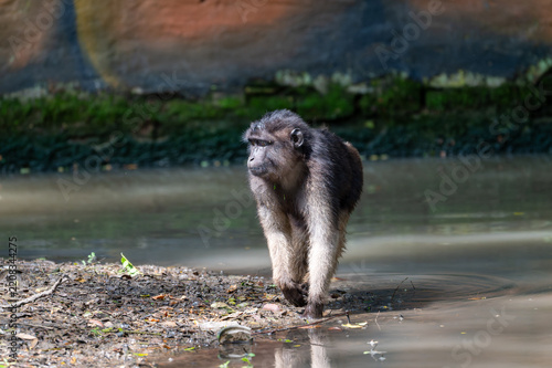 Photography Sulawesi macaque (Macaca) walking near the water edge on muddy shore in natural forest habitat, showcasing dark fur and wild animal behavior