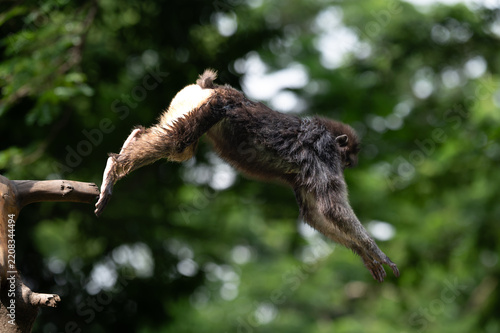 Photography Crab-eating macaque (Macaca fascicularis) leaping dynamic mid-air action shot between tree branches