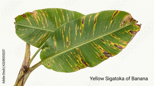Banana leaves showing yellow sigatoka disease with necrotic spots