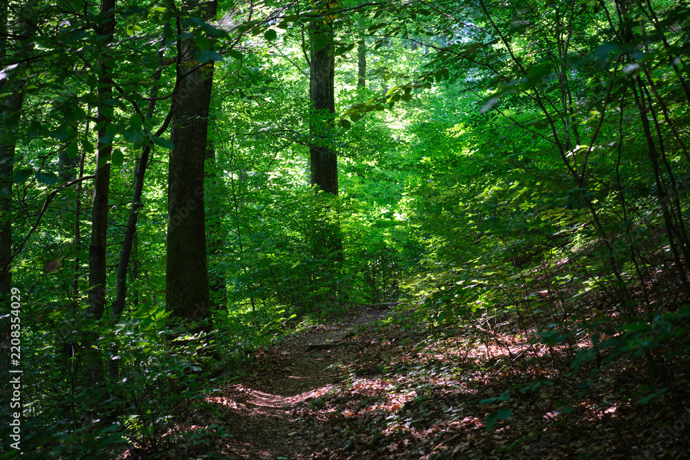 Fototapeta premium Dappled sunlight filters through vibrant green foliage along a narrow hiking trail winding through a dense forest.