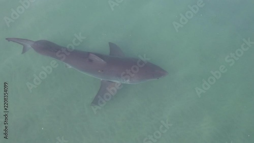 Great white shark close-up from above