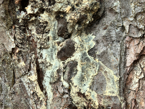 Textures of nature reveal vibrant patterns on tree bark