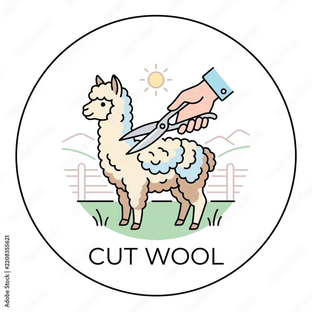 Obraz premium Shearing Alpaca for Wool Production