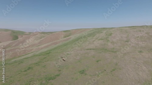 Lone elk on a dry hillside, aerial view