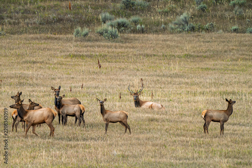 Bull elk sitting in a grassy field with several cow elk in Steamboat Springs Colorado