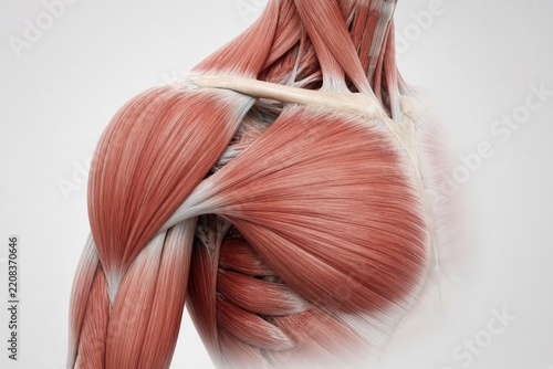 Detailed illustration of human muscular anatomy showcasing the shoulder and arm muscles.