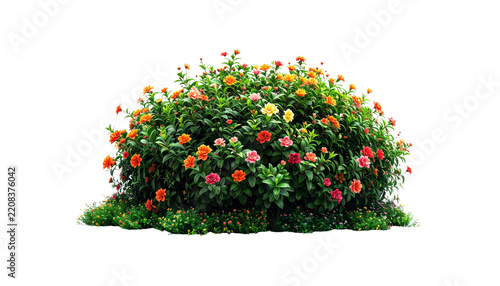 Lush green flowering shrub bush with small colorful red orange and yellow blossoms for landscape garden design element isolated on a transparent backgrounds