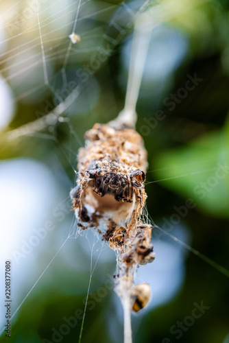 Obraz na plátně Close-up of a camouflaged spider hanging from its web in the wild