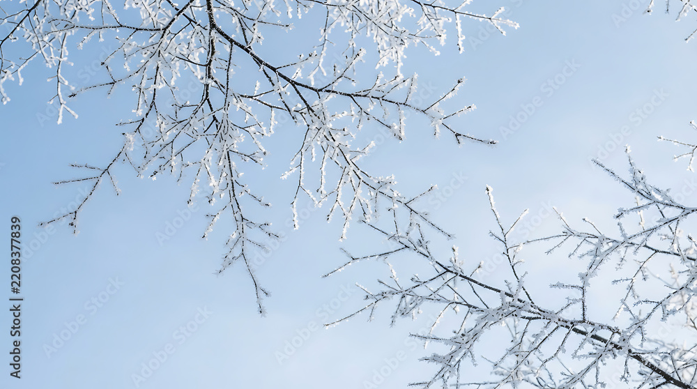 Obraz premium Frozen branches with crystalline hoarfrost against a bright clear blue winter sky