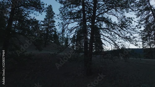 Ponderosa pine silhouettes against a dusky sky in Montana