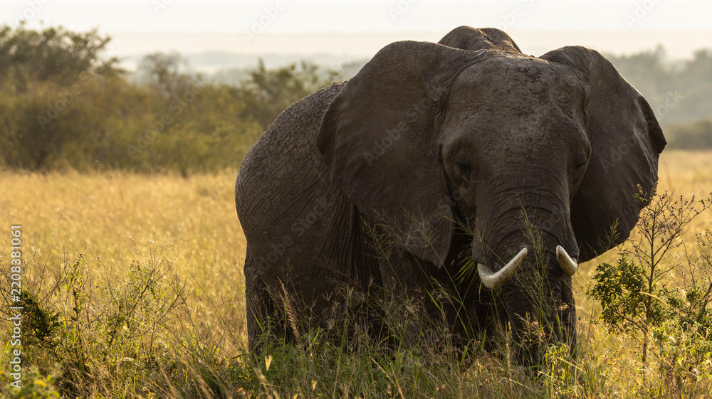 Obraz premium The Lone Elephant