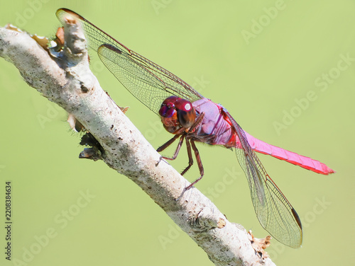 A Focus Stacked Extreme Close-up Image of a Male Roseate Skimmer Dragonfly