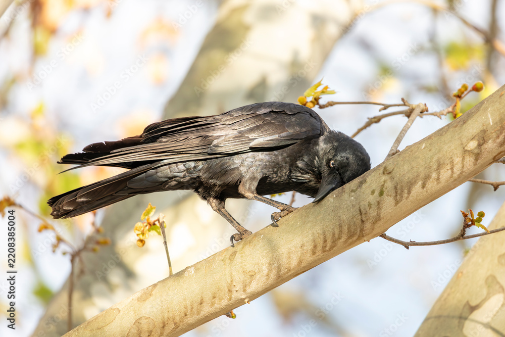 Obraz premium Photograph of an Australian Raven black bird standing on a branch in a tree on a sunny day in the Western Sydney town of Penrith in New South Wales, Australia