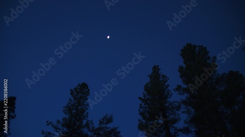 Crescent moon in a deep blue night sky over silhouetted ponderosa pine trees
