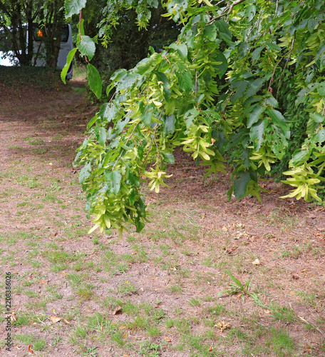 feuilles et fruit de l érable