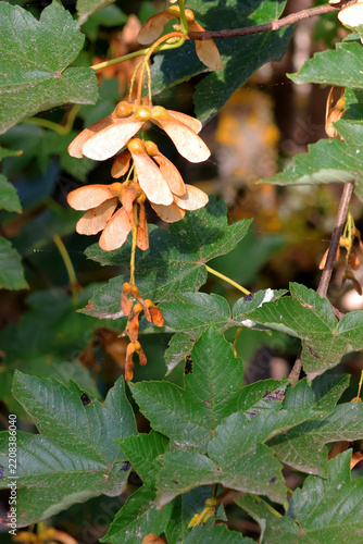 Quelques graines de l 'érable à l automne