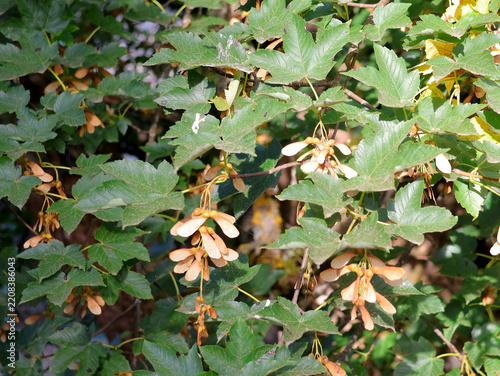 feuilles et graines de l érable