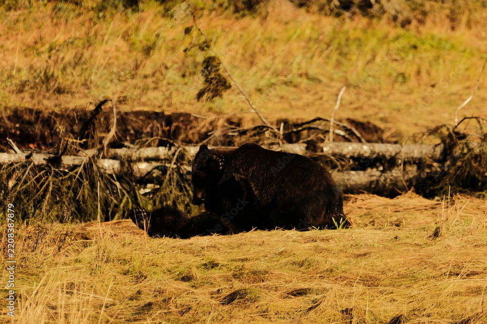 Obraz premium Brown bear grazing in a green grassy meadow